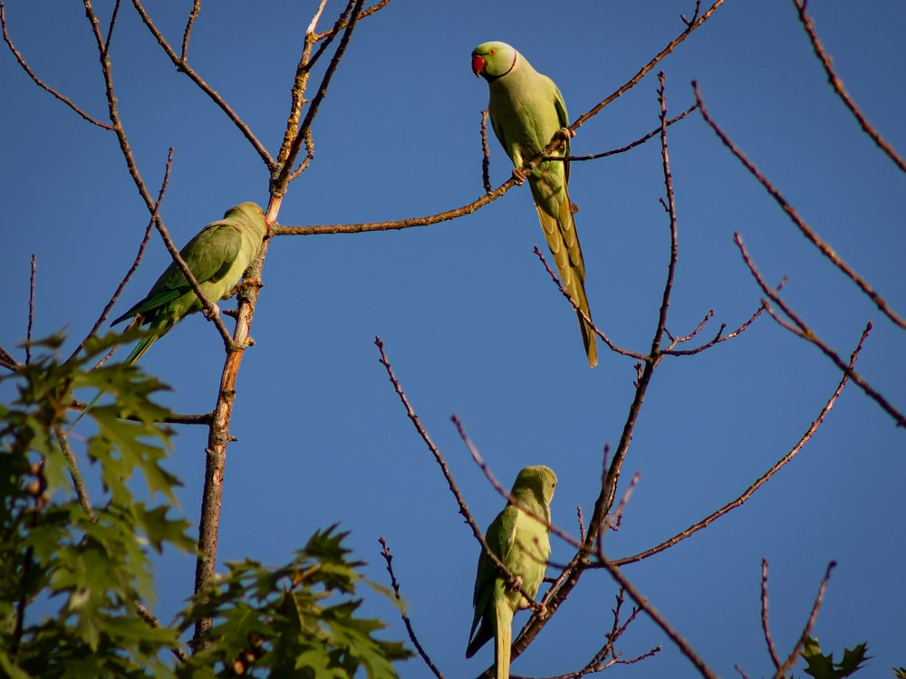 two green and yellow birds on brown tree branch