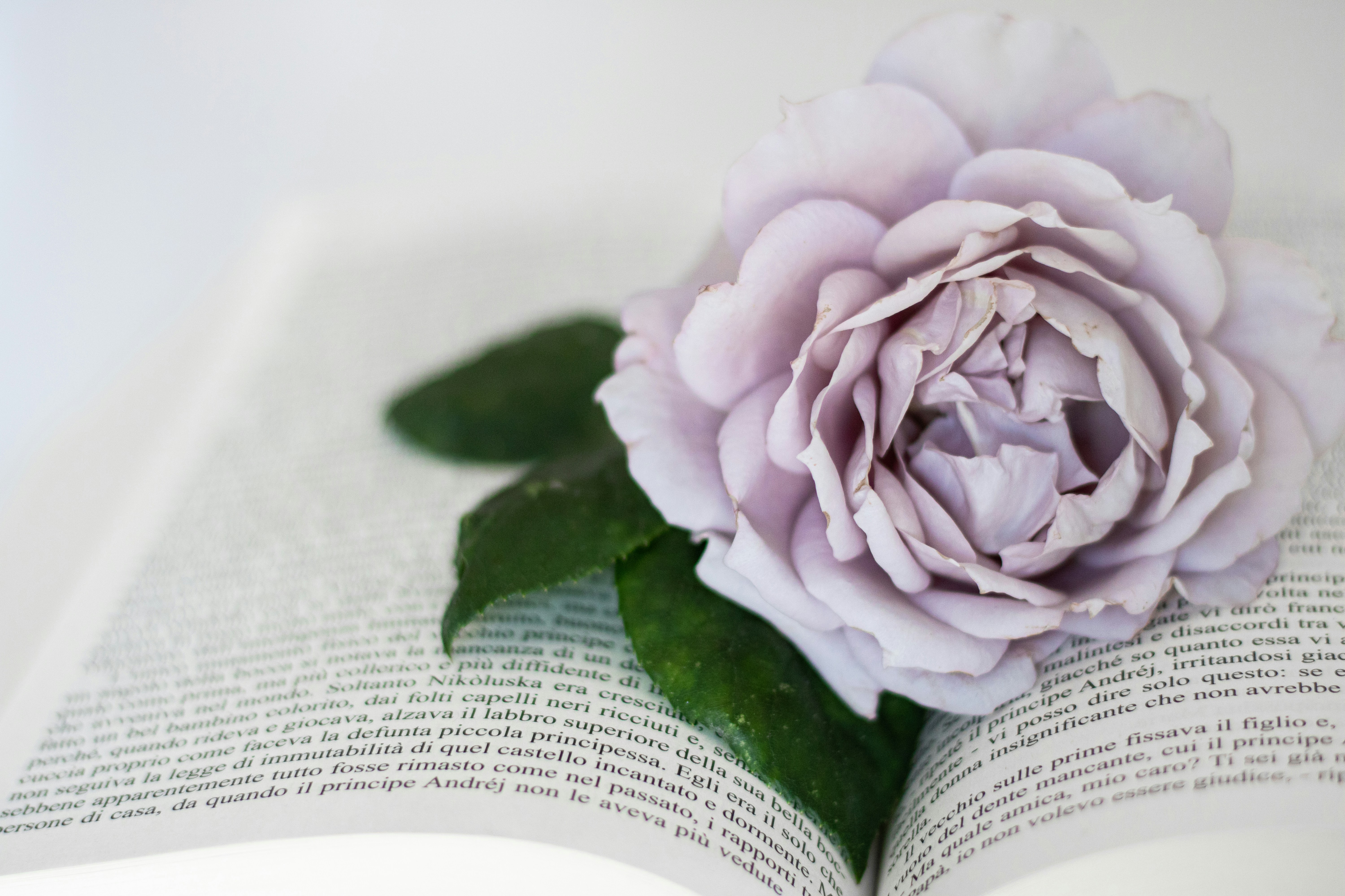 pink flower on book page