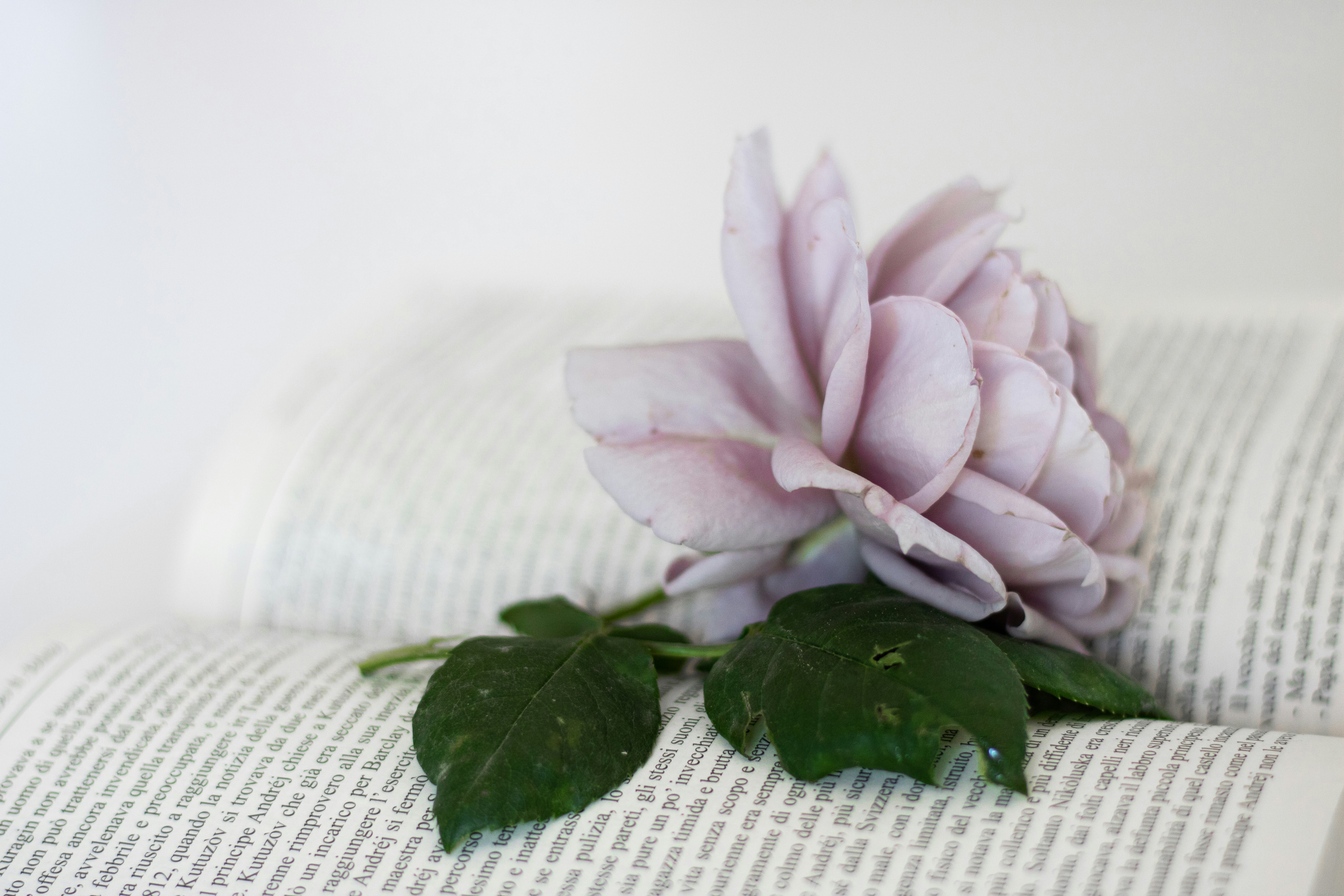 pink flower on white textile