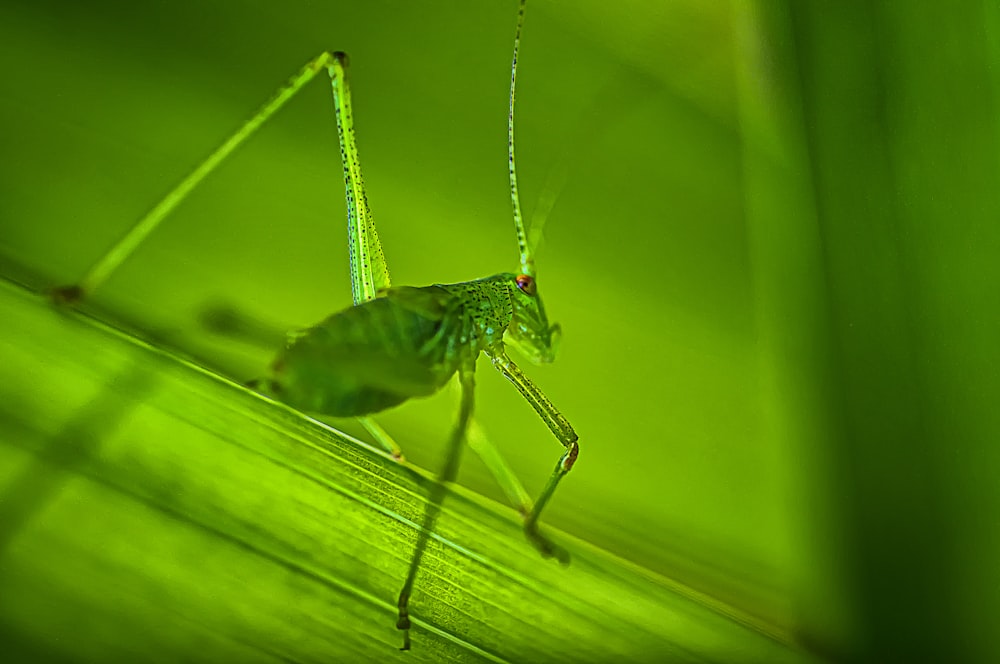 green grasshopper on green leaf in close up photography during daytime