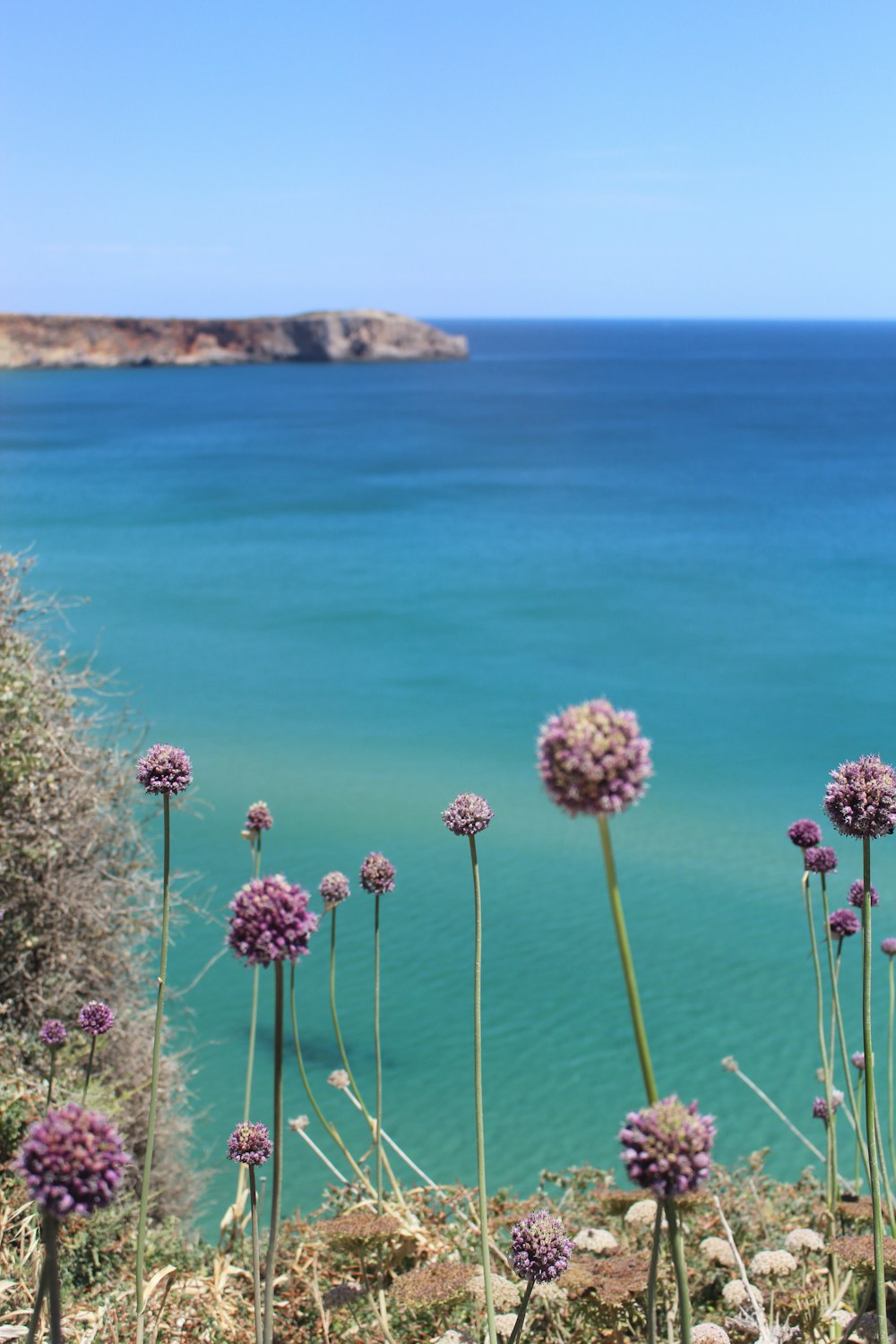 pink flowers near body of water during daytime