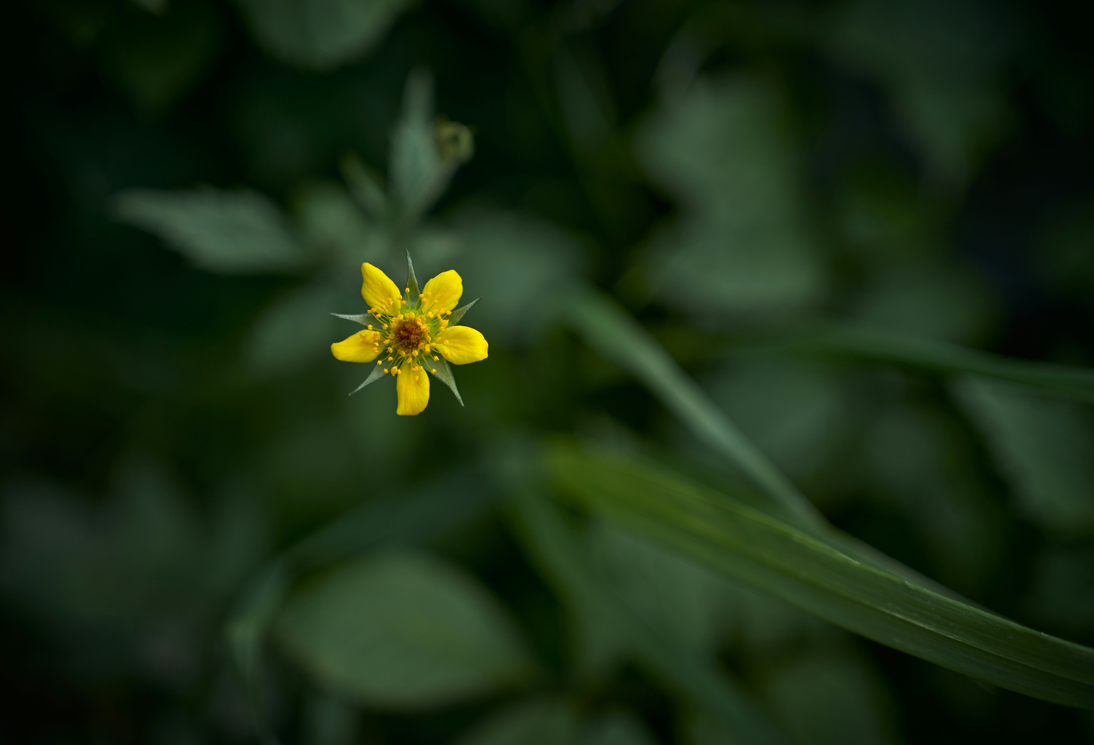 Photo by vidarnm