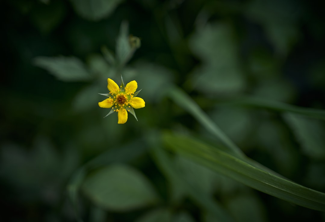 yellow flower in tilt shift lens