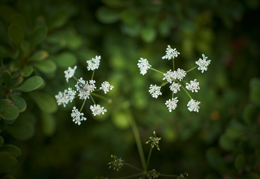 white flowers in tilt shift lens