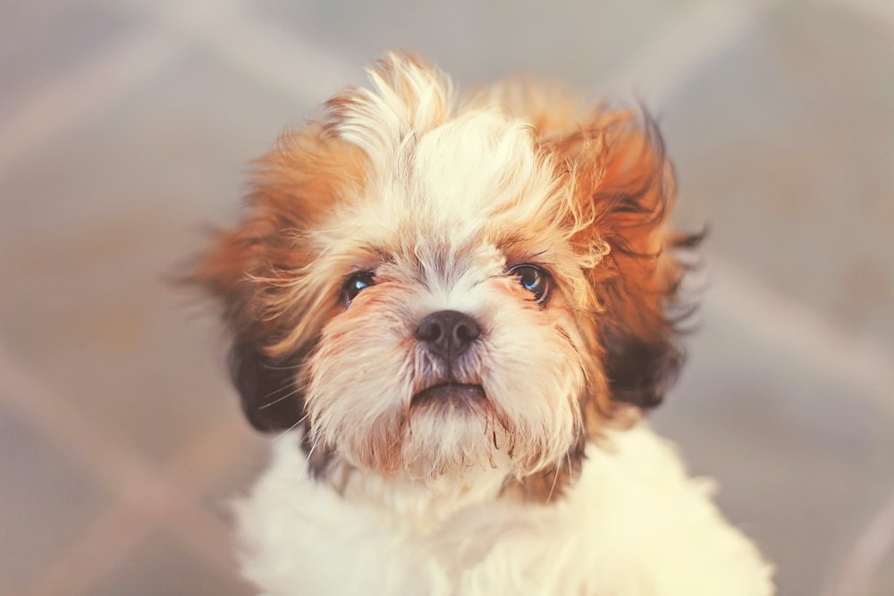 cachorro de shih tzu blanco y marrón