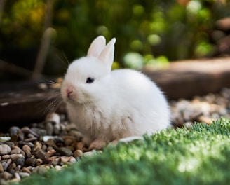 white rabbit on green grass