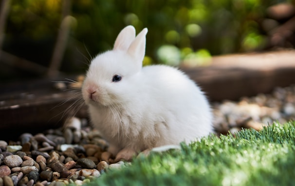 white rabbit on green grass