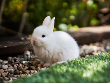 white rabbit on green grass