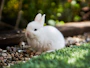 white rabbit on green grass