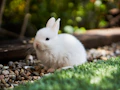 white rabbit on green grass