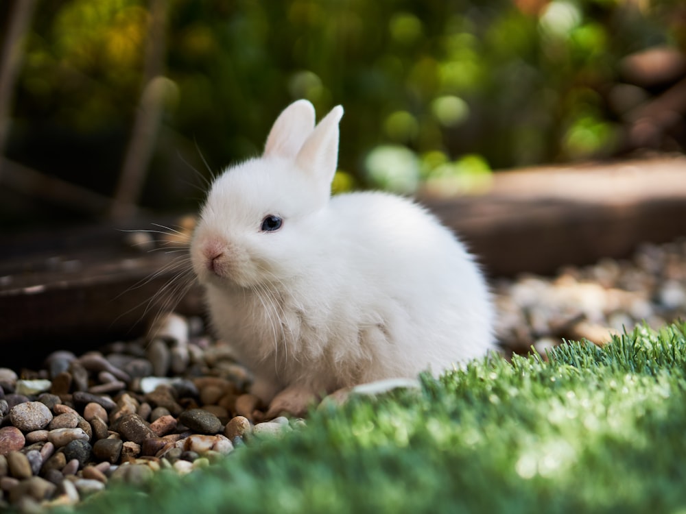 conejo blanco sobre hierba verde