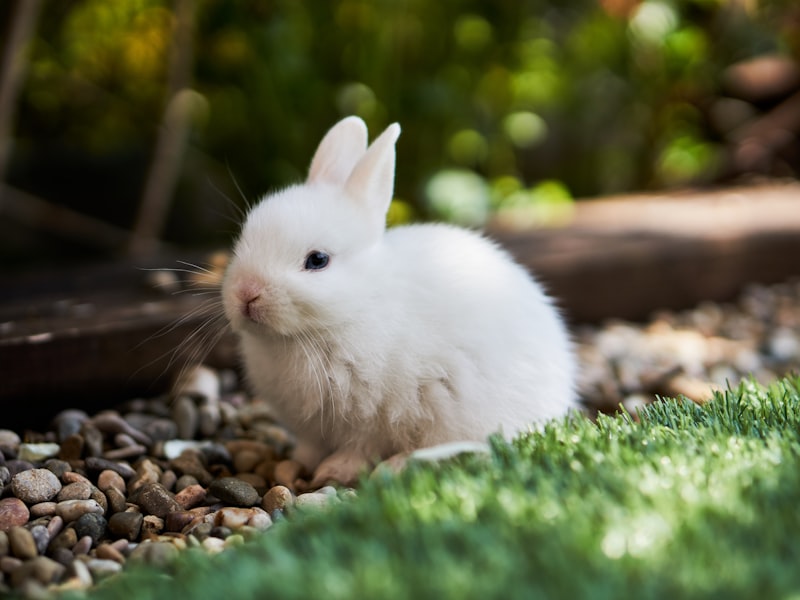 小動物磨牙木球組