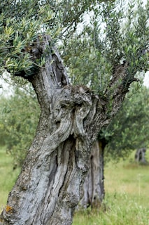 A close-up of ancient olive trees with visible numbering tags and GPS coordinates displayed on a rustic wooden sign.