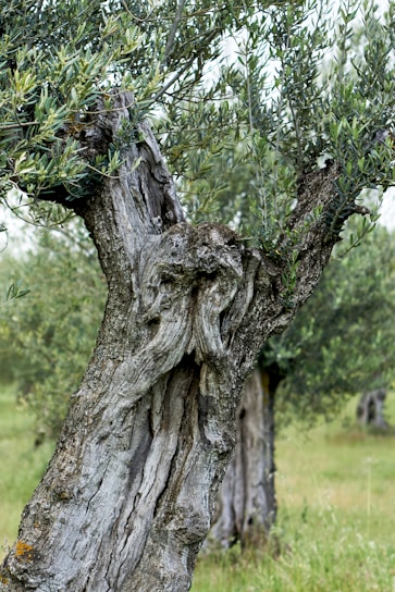 A close-up of ancient olive trees with visible numbering tags and GPS coordinates displayed on a rustic wooden sign.