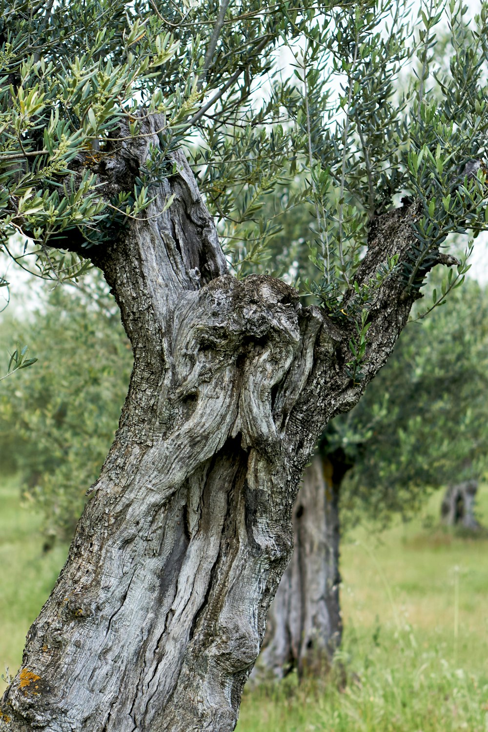 brown tree trunk on green grass field during daytime