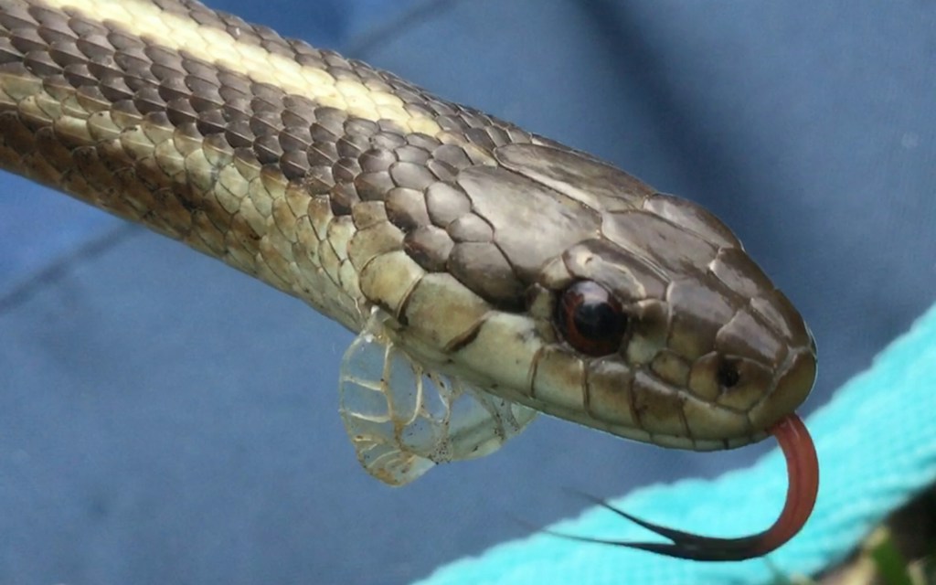 Western Hognose