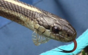 Western Hognose