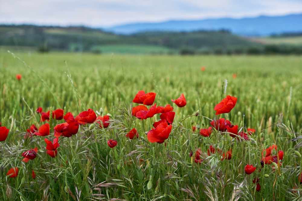 red flower field during daytime