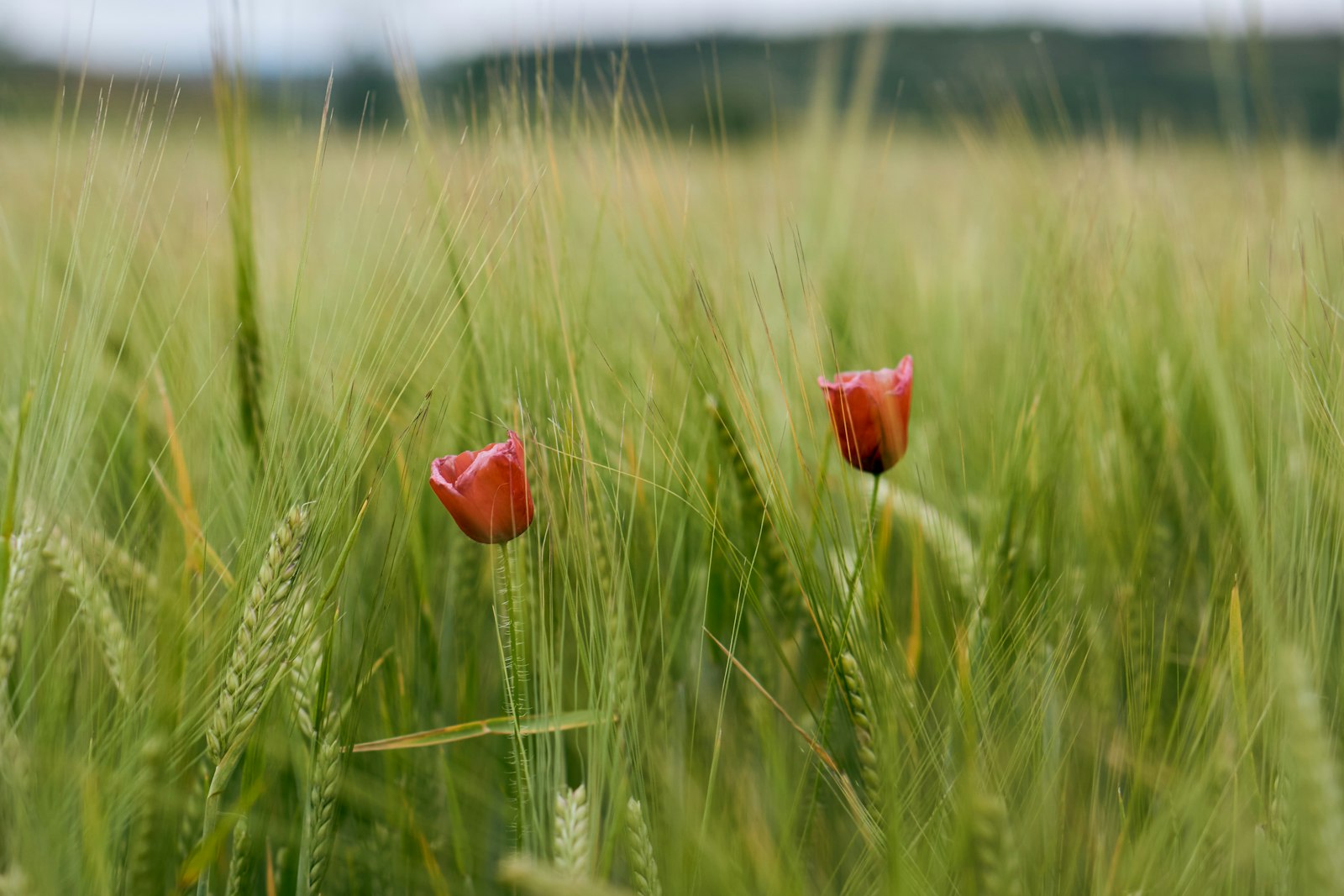 Sony a6000 + Sony E 50mm F1.8 OSS sample photo. Red flower in green photography