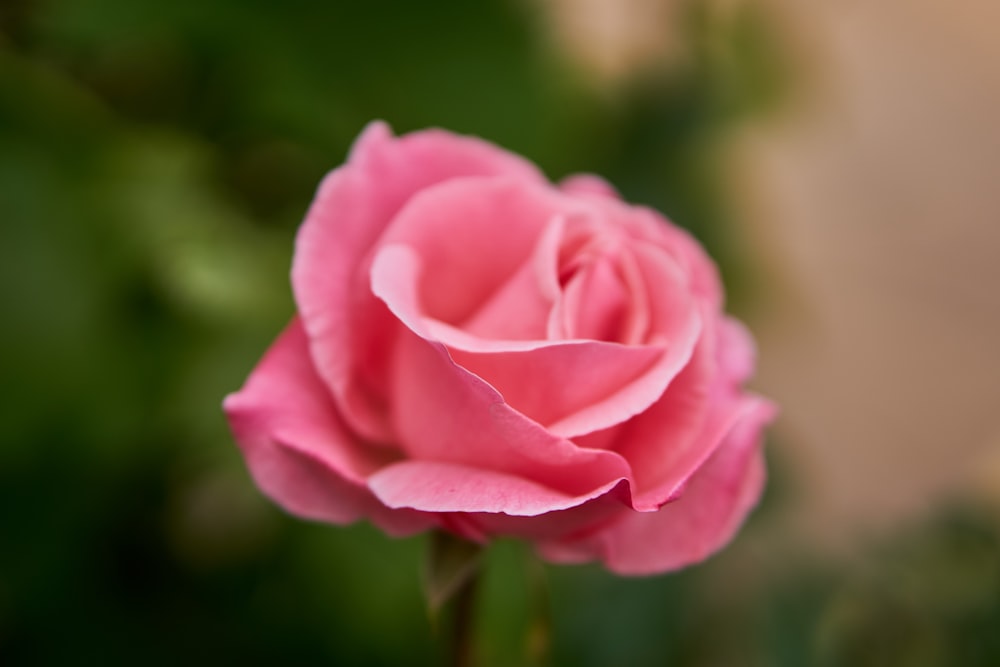 pink rose in bloom during daytime