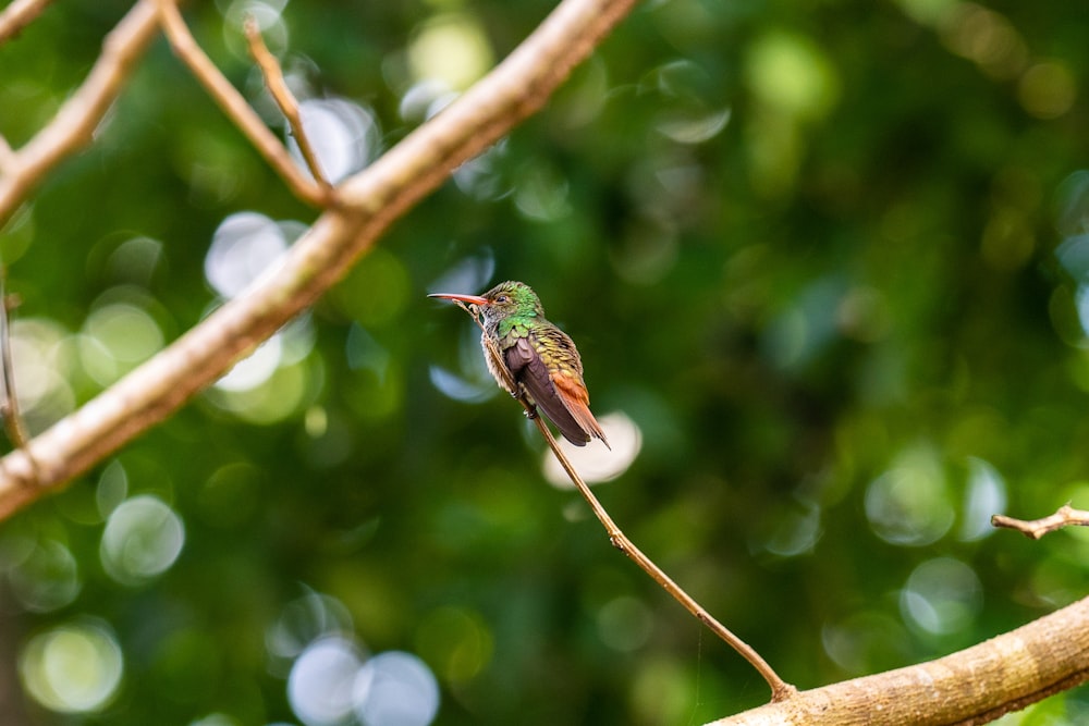 green and black bird on tree branch during daytime