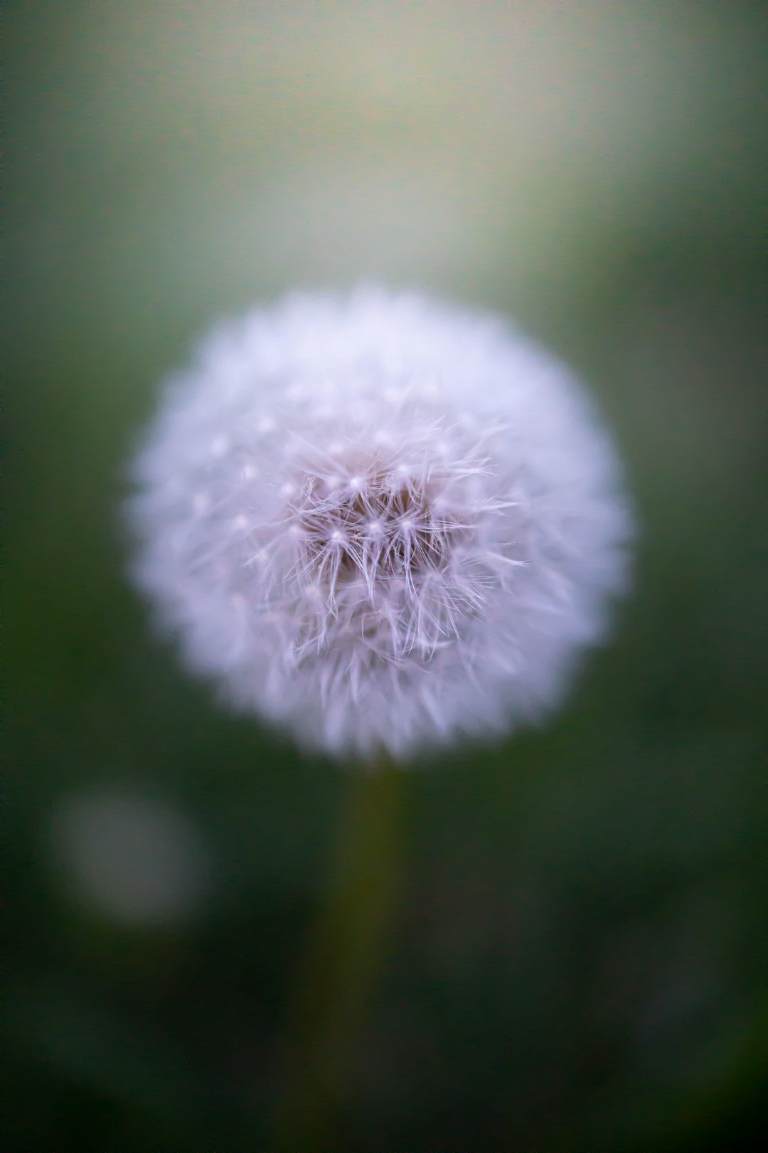 white dandelion in close up photography