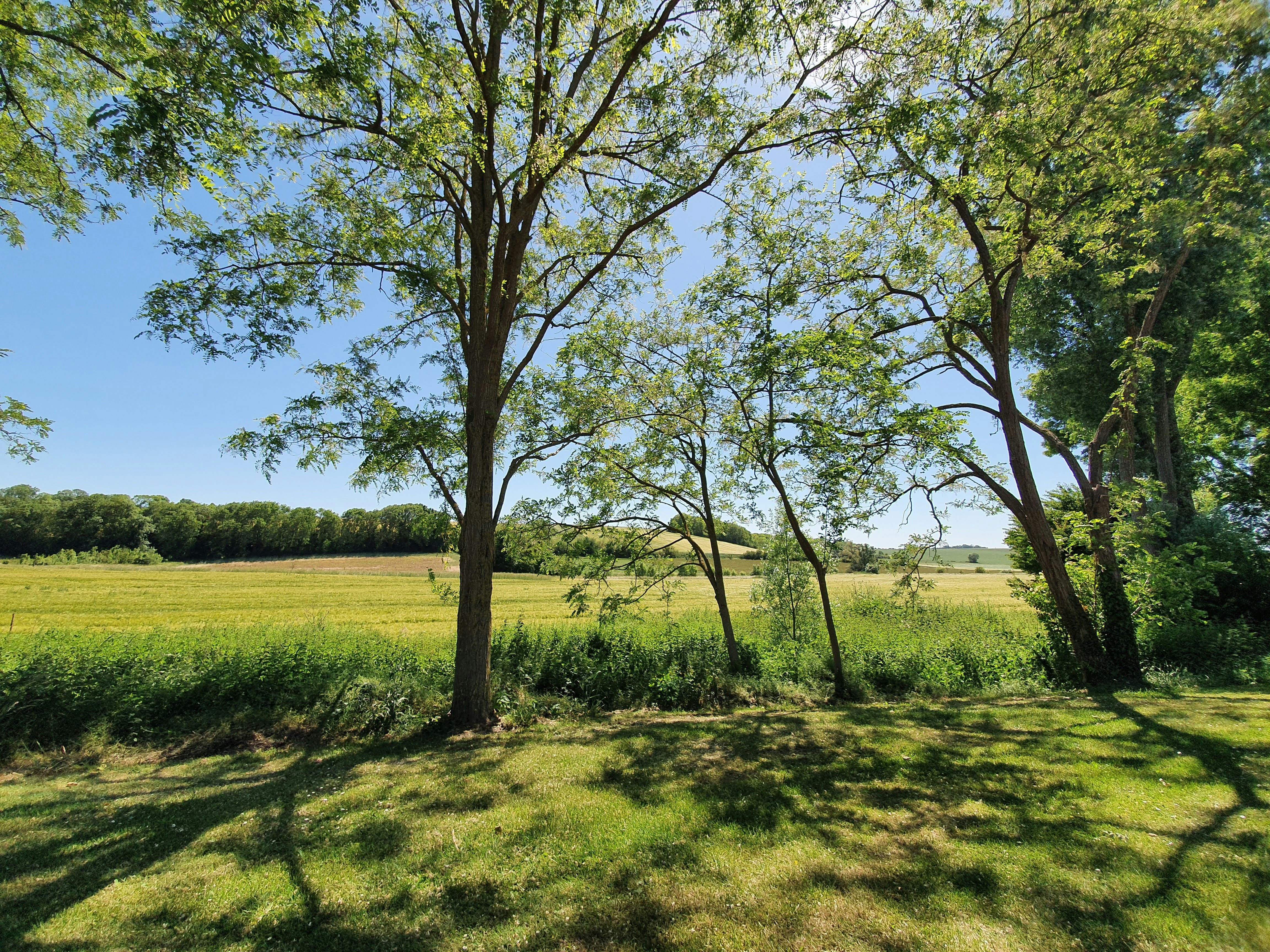 green grass field with trees during daytime