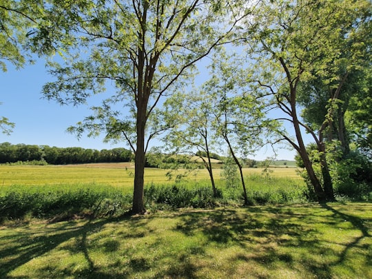 green grass field with trees during daytime in Chavenay France