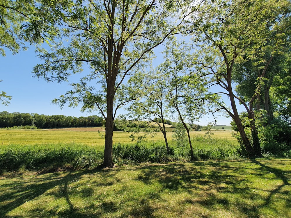 green grass field with trees during daytime