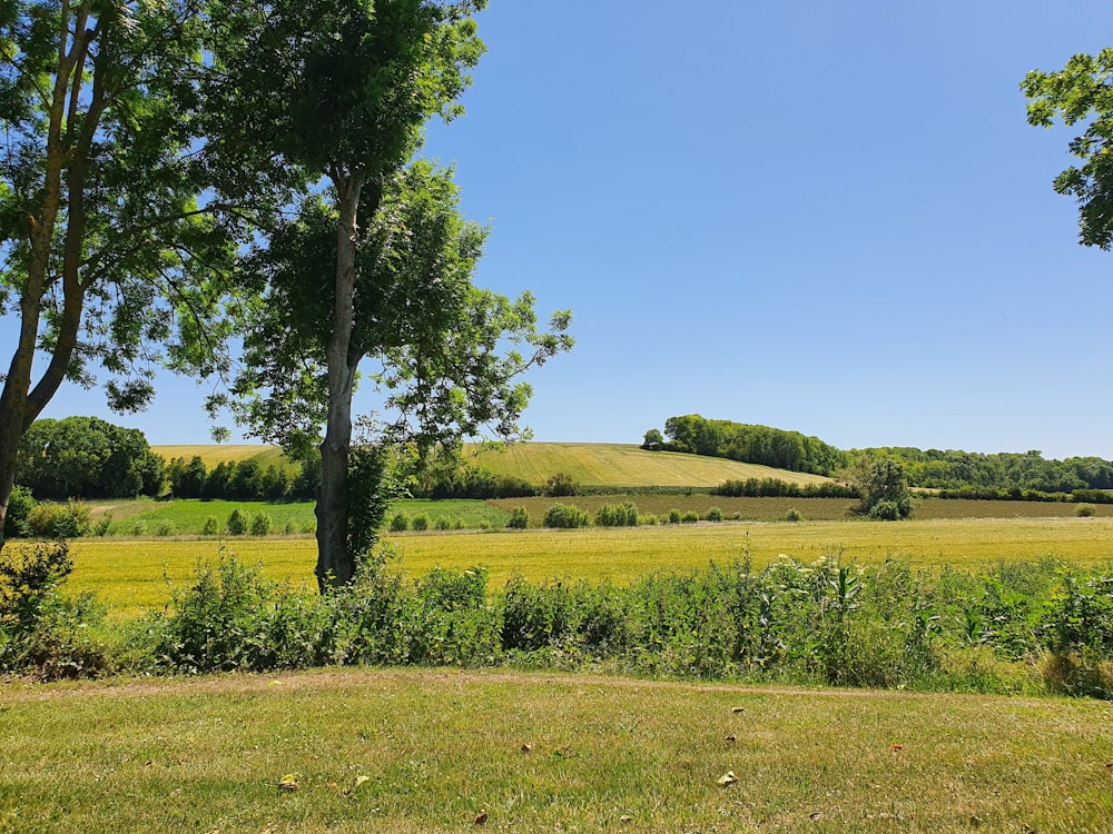 green grass field with trees during daytime