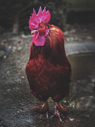 red rooster on black surface