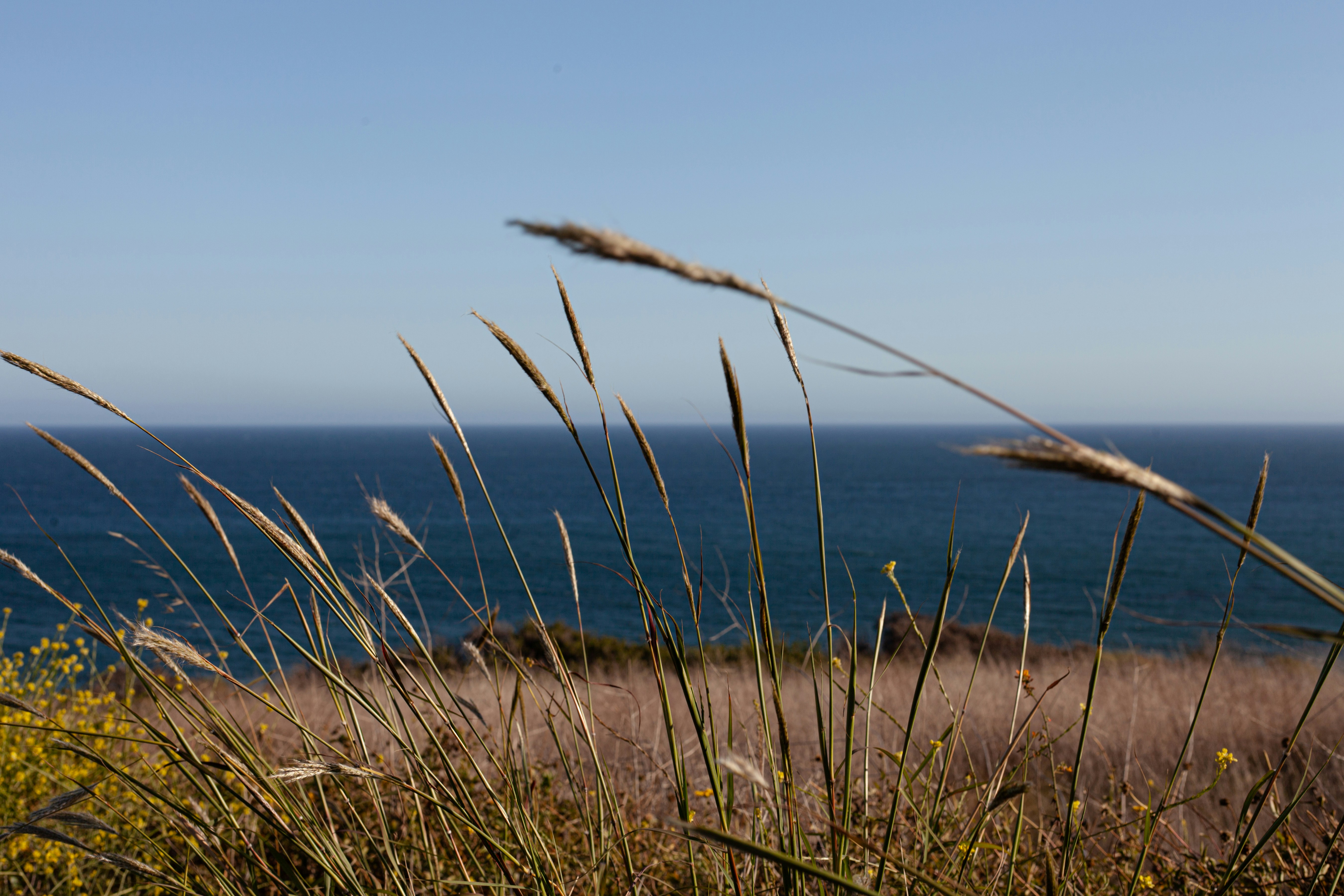 Science shows the colour of grass is red but our eyes lie to us