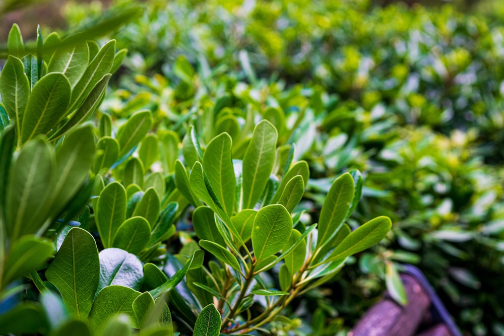 green leaves plant during daytime