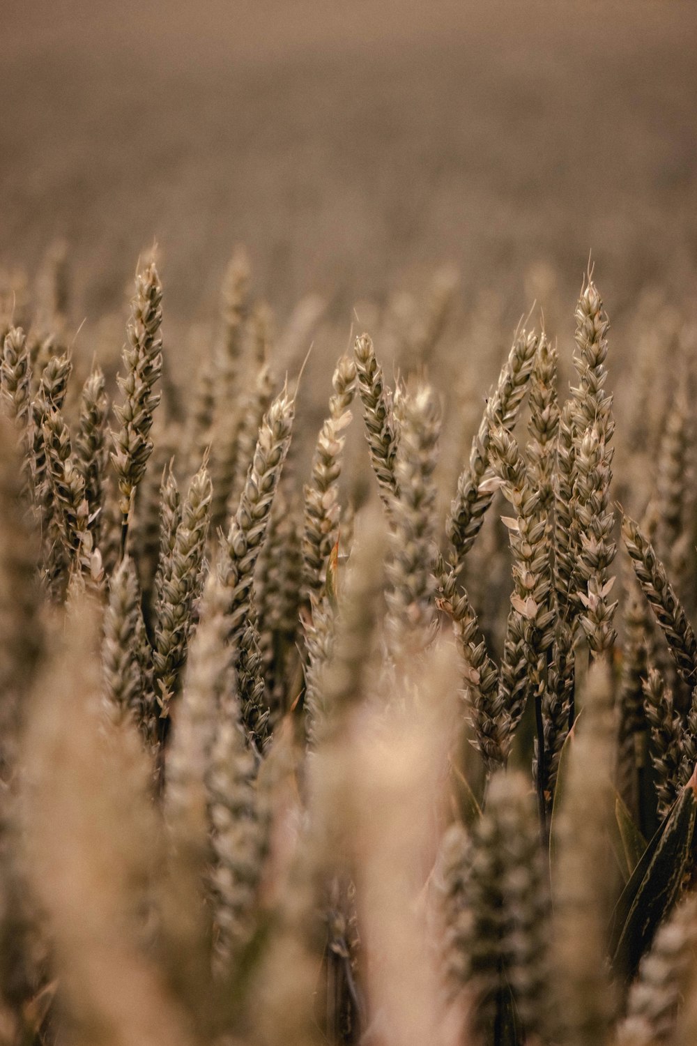 日中の褐色小麦畑