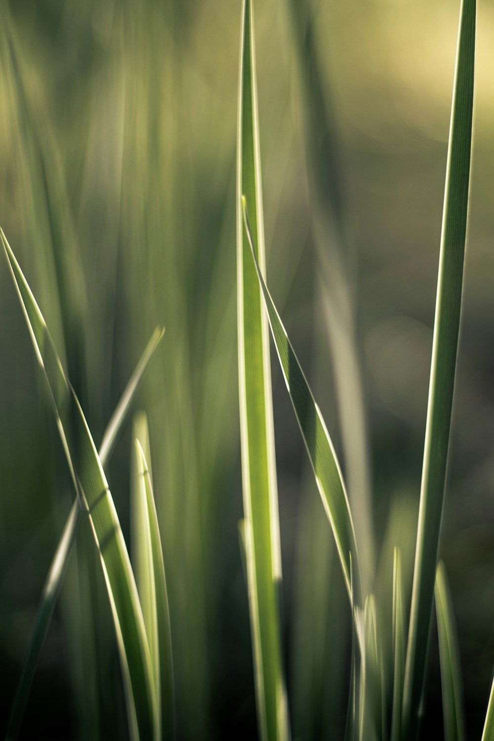 green grass in close up photography