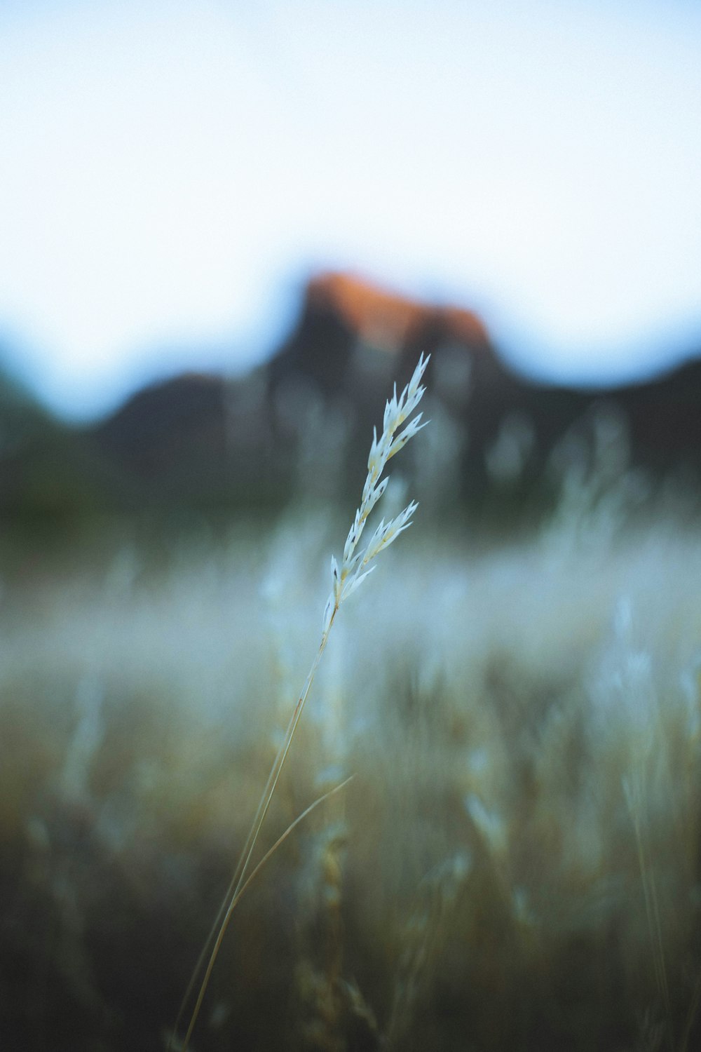 brown wheat in tilt shift lens