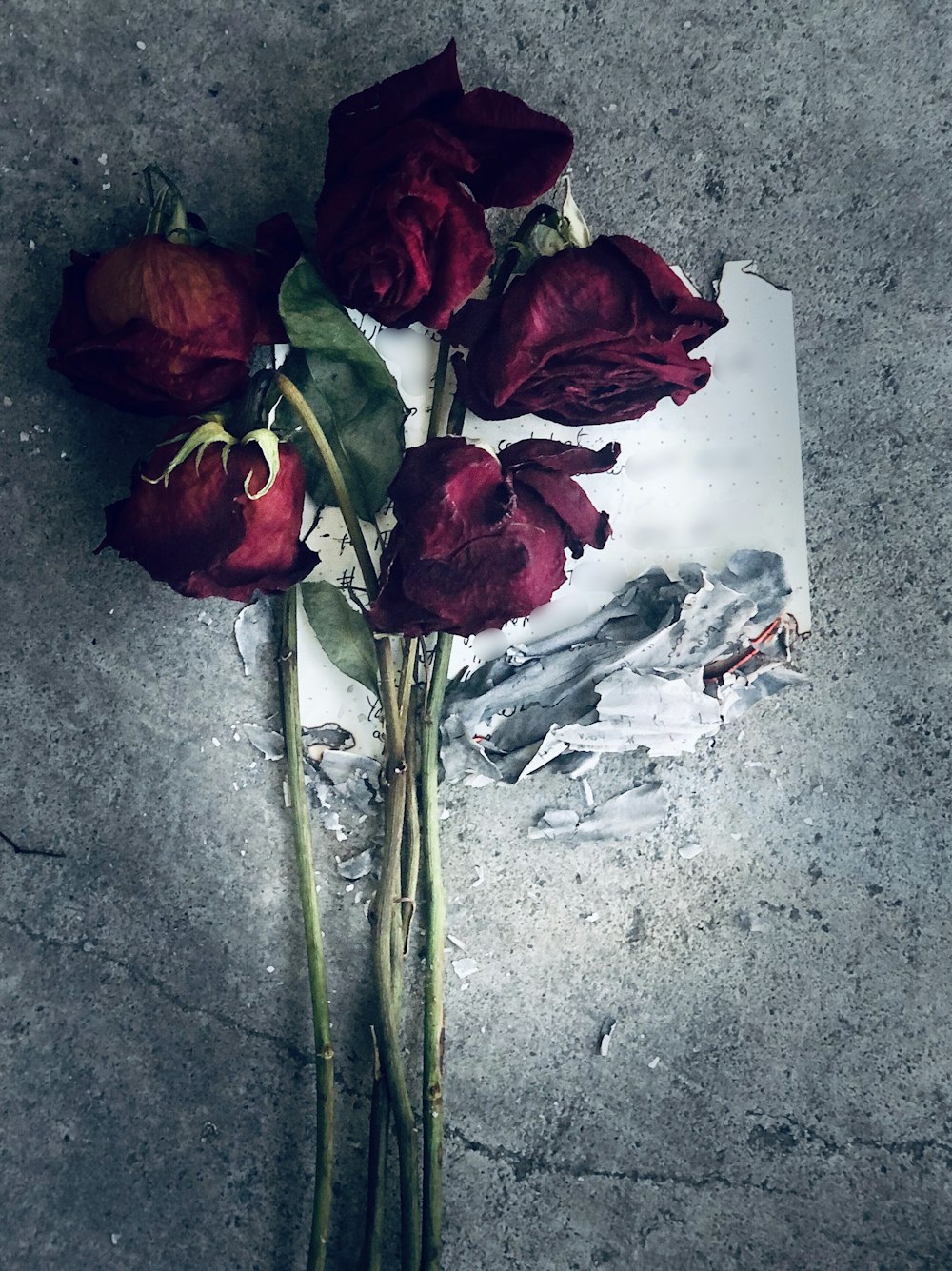 30,000+ Dead Rose Pictures | Download Free Images on Unsplash