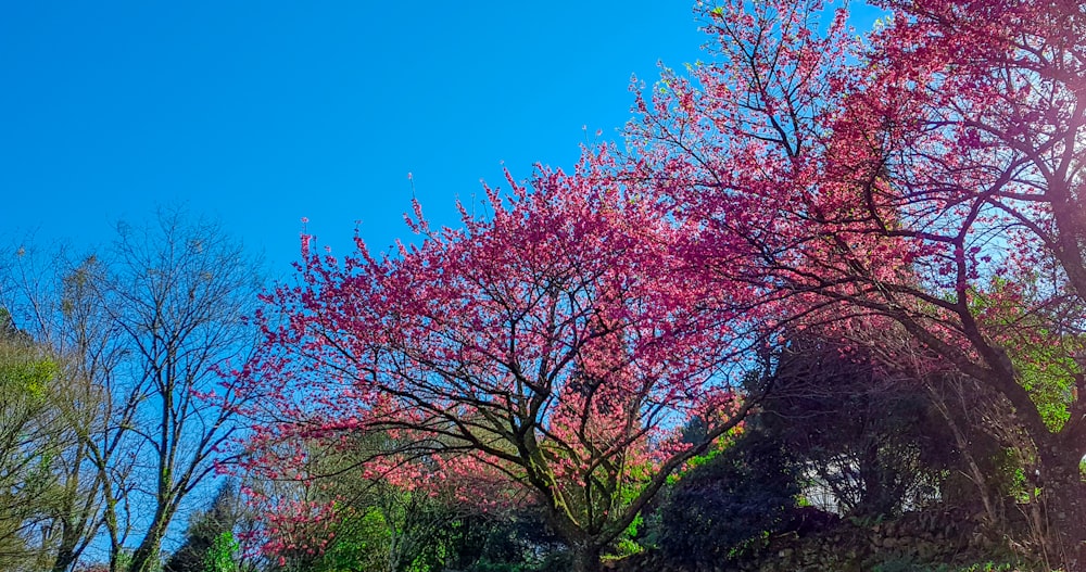 pink leaf tree under blue sky during daytime