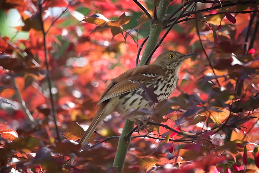 brown bird on green stem