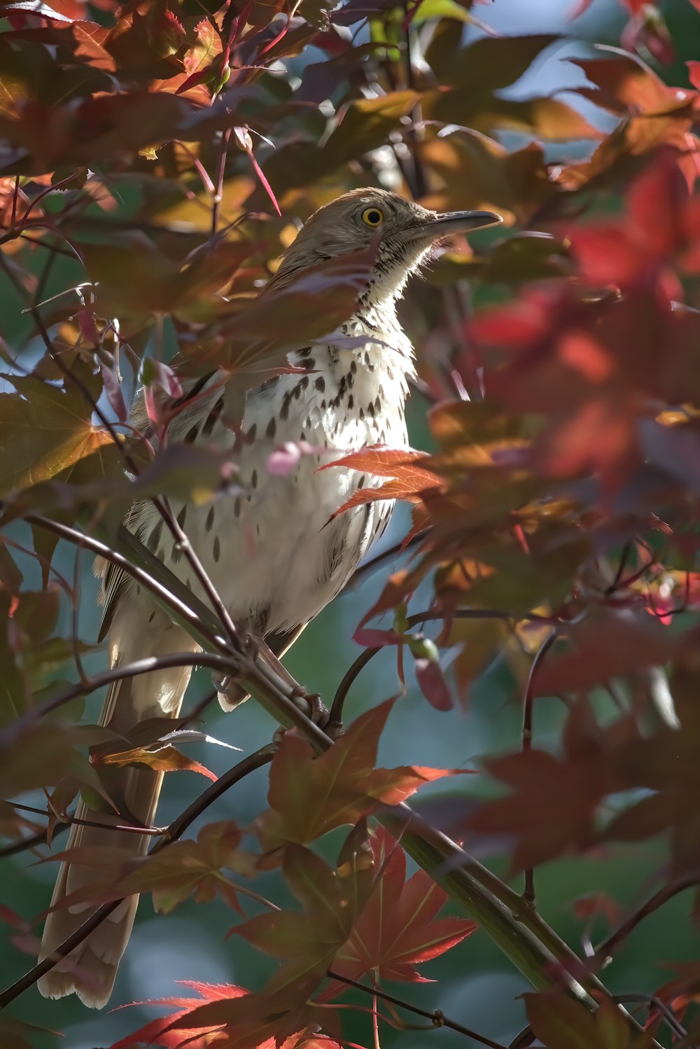 white and black bird on brown tree branch