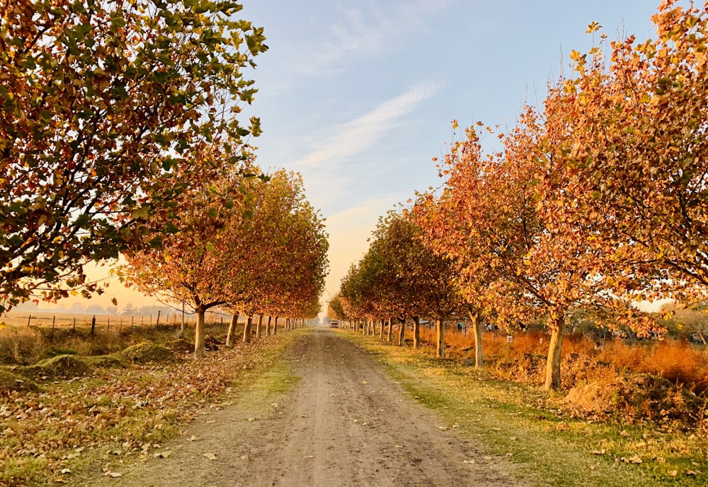 pathway between trees during daytime