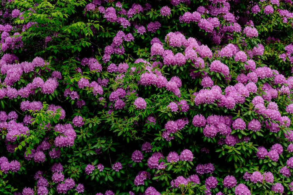 fiori viola con foglie verdi