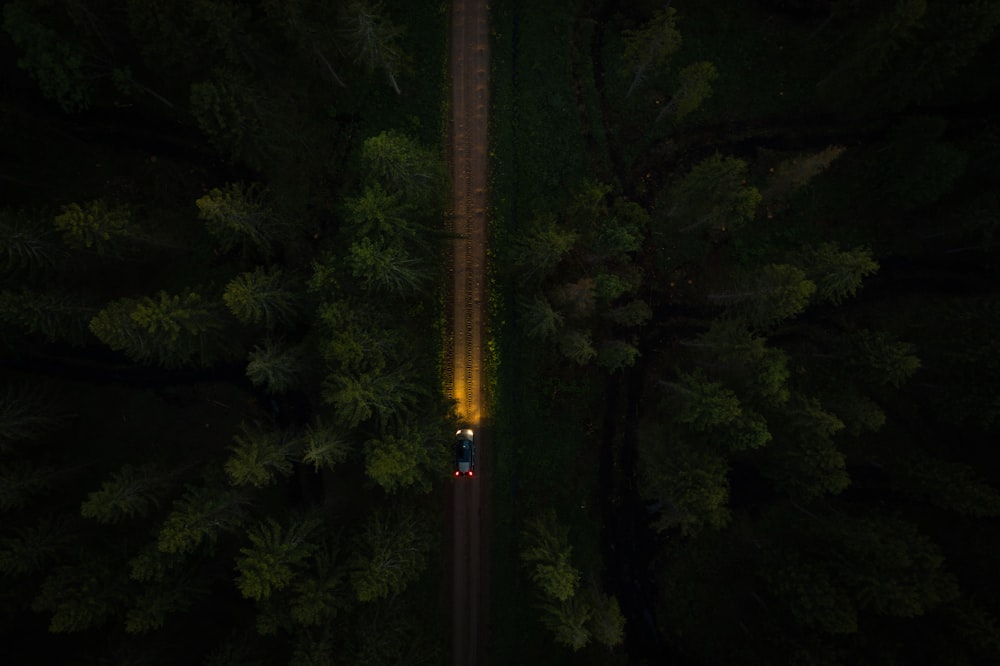 green trees with orange light during night time