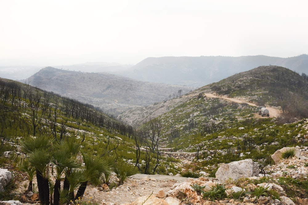 green trees on mountain during daytime