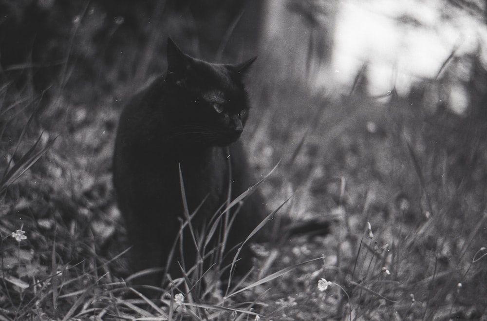 black cat on grass field