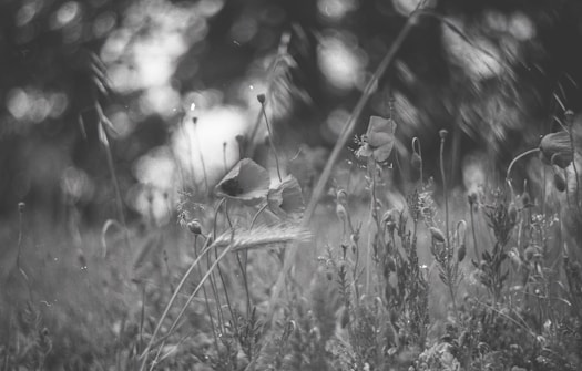 A black and white photograph of wildflowers and grasses in a field. The image captures the delicate details of the plants with some in focus and the background softly blurred, creating a dreamy effect.