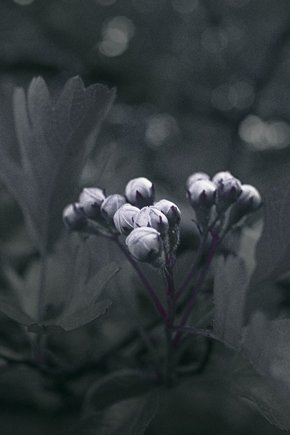 gray scale photo of flower