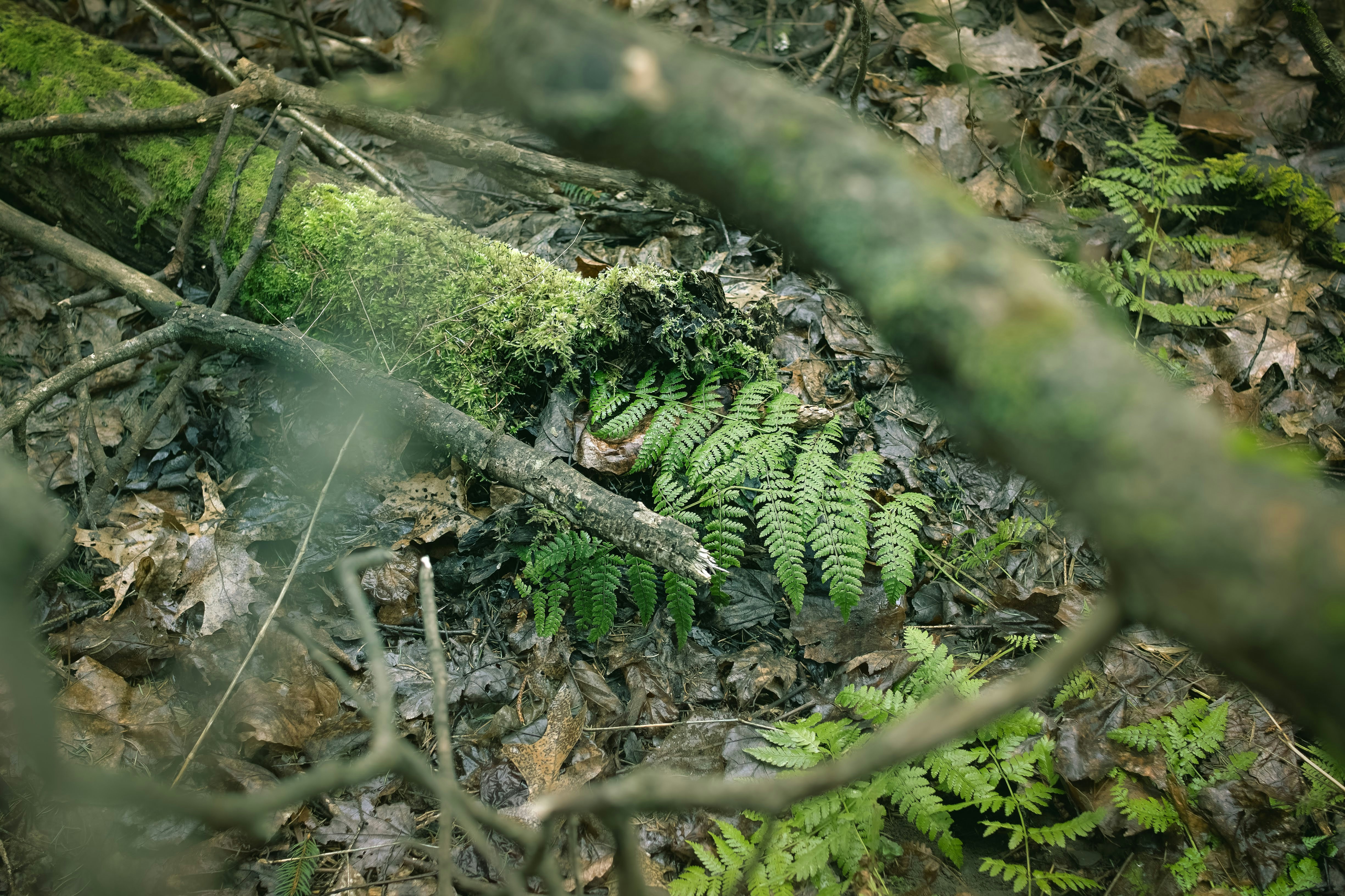 green fern plant on brown tree branch