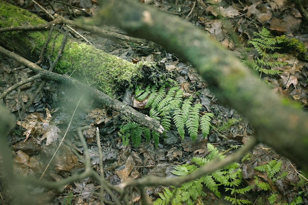 green fern plant on brown tree branch