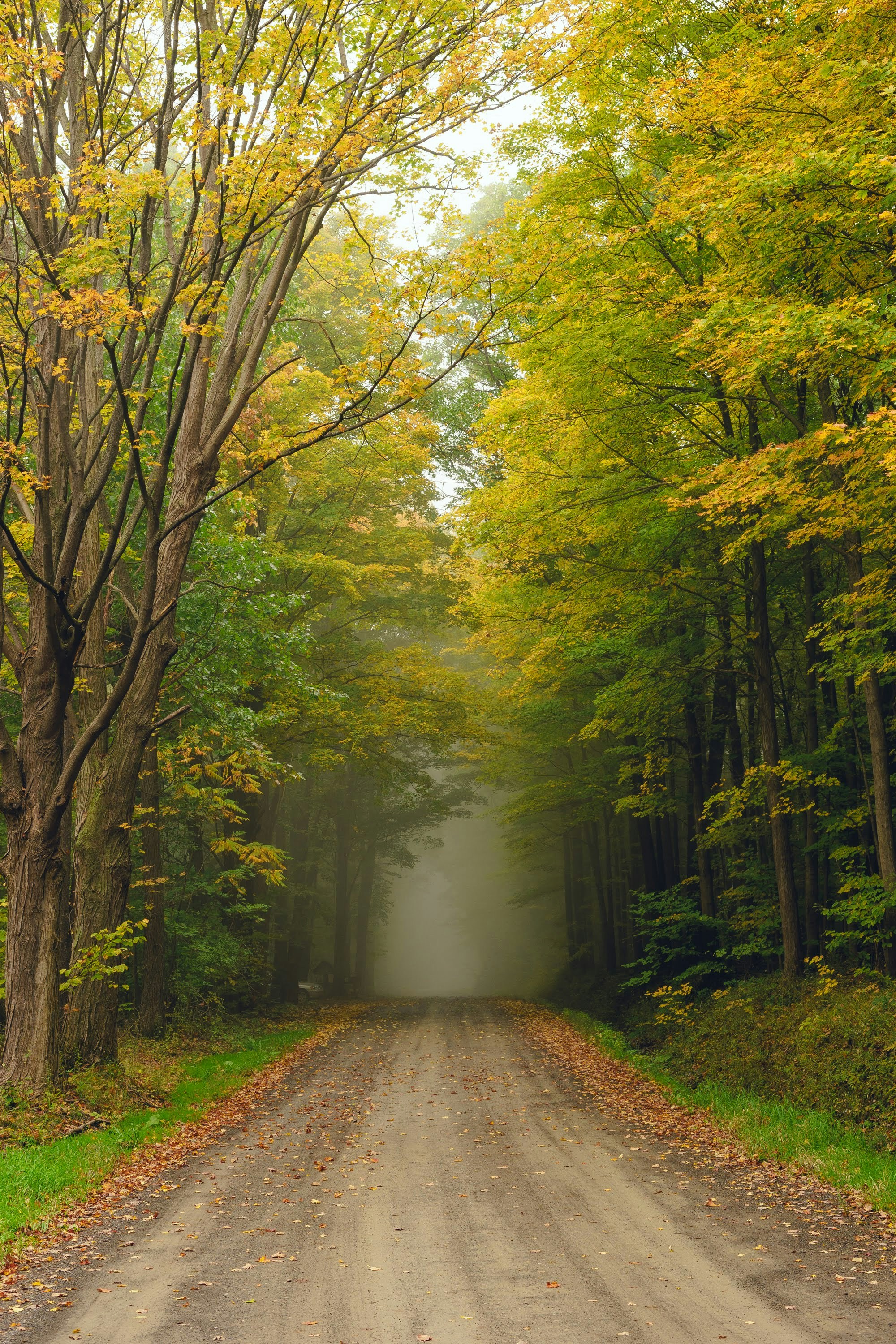 pathway between green trees during daytime